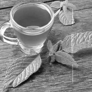 Honey Green Tea