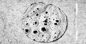 Phulka Roti