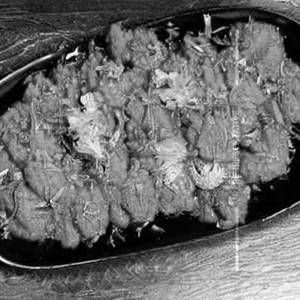Fish Schezwan