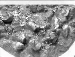 Mushroom Makai Masala