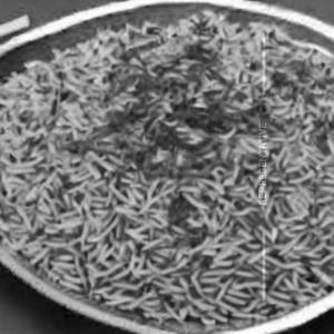 Rice Plain