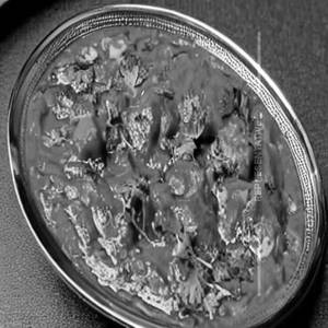 Veg Jaipuri