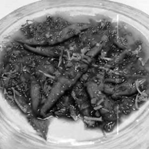 Fish chilli