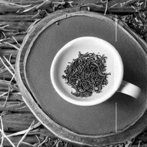 Nilgiri Green Tea