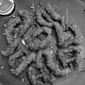 Mushroom Crispy