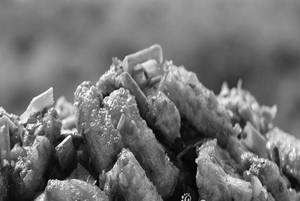 Baby Corn Manchuria