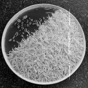 Hong Kong Rice