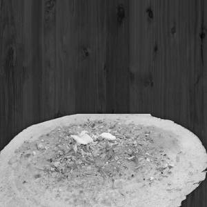 Special dosa