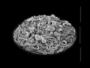 Fish Noodles