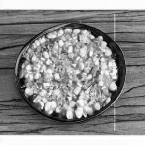 Masala Sweet Corn