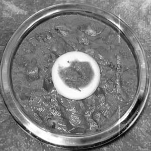 Kaju Curry