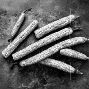 Golden baby corn