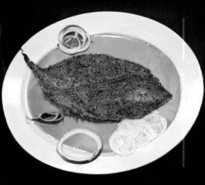 Neymeen [ searfish ] fry