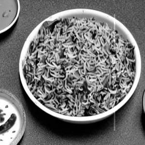 Palak Basmati Rice
