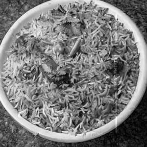 Veg Biriyani