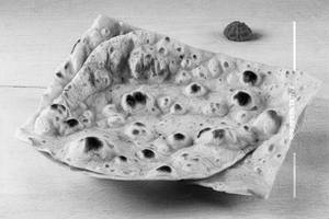 Plain Roti