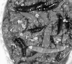Chilli