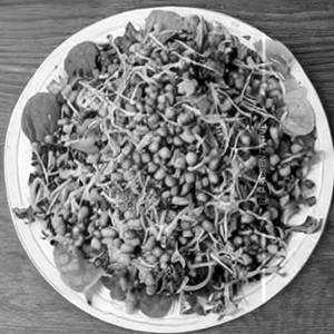 Sprouted Salad