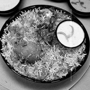 Chicken perattu Biryani