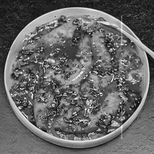 Pepper Fish