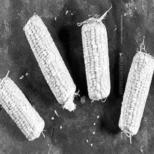 Sweet Corn Salt & Paper