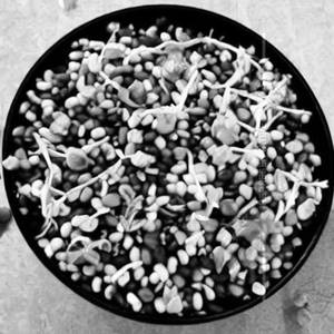 Beans Sprout Salad