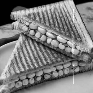 Corn Sandwich