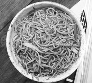 Manchow Noodles
