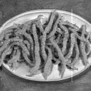 Squid Golden Fry