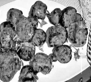 Mushroom Tandoori