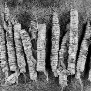 Baby Corn Crispy