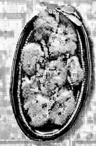 Chicken Seekh