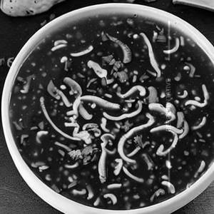 Mushroom Manchow Soup