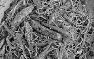 Veg Schezwan Noodles