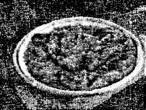 Chicken Murgh Musallam