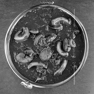 Mushroom Mutter