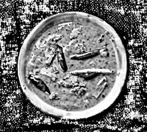 Navratan Kurma