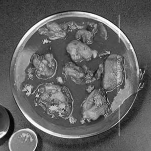 Chiken Do Pyaza Grevy