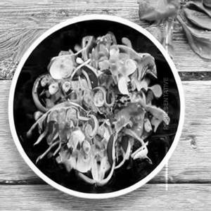 Garden Fresh Green Salad