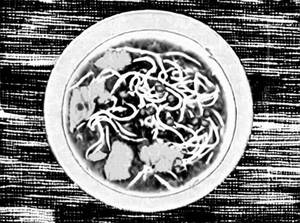 Chicken manchow soup