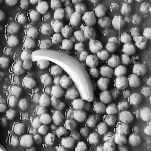 Chana Boil