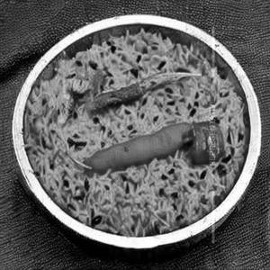 Dal rice tiffin