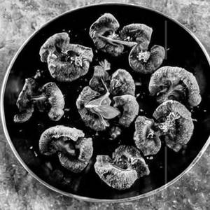Crispy Mushroom