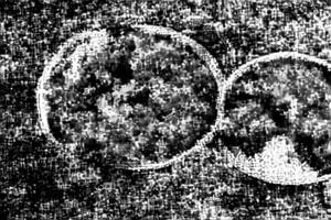 Chicken Malvani
