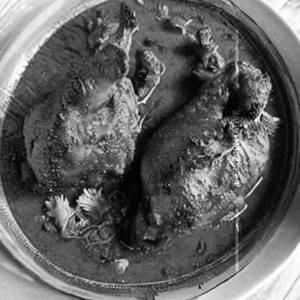 Pudhina Chicken