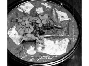 Shahi Paneer
