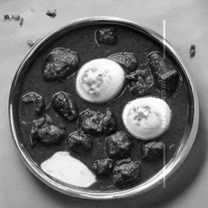 Egg Green Kalvan