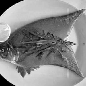 Apollo Fish