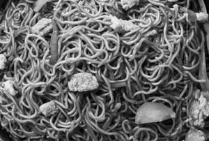 Panner Noodles