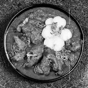 Mongolion Chicken